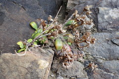 Gentianella saxosa