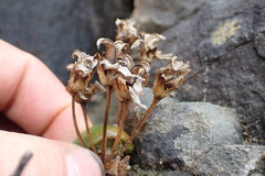 Gentianella saxosa