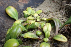 Gentianella saxosa