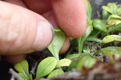 Gentianella saxosa