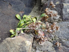 Gentianella saxosa