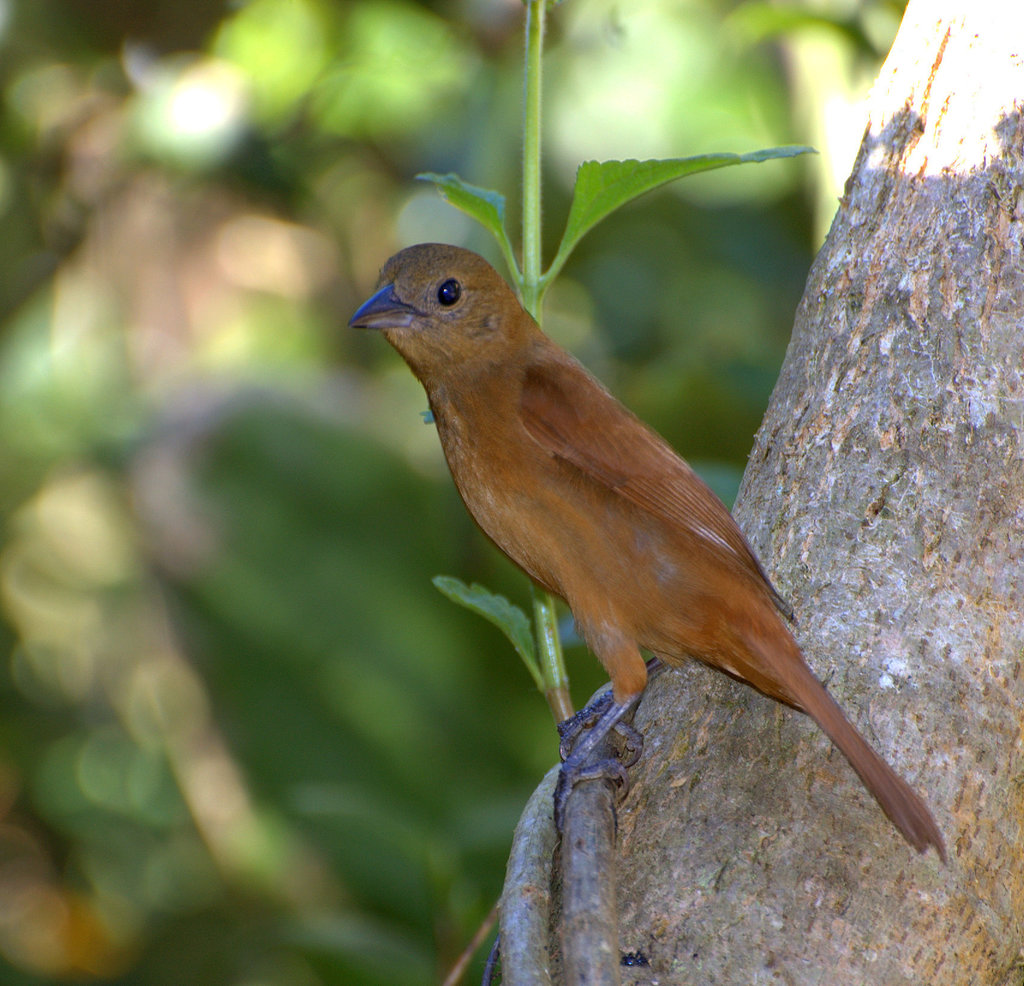 Ruby-Crowned Tanager