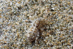 Anoteropsis forsteri