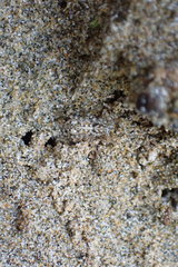 Anoteropsis forsteri