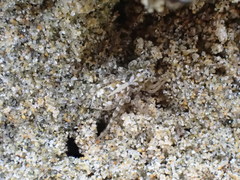 Anoteropsis forsteri