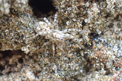 Anoteropsis forsteri