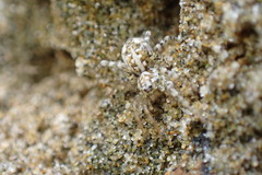 Anoteropsis forsteri