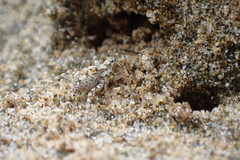 Anoteropsis forsteri