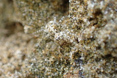 Anoteropsis forsteri