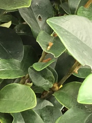 Graphium agamemnon