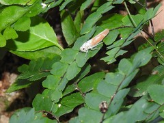 Bothrogonia ferruginea