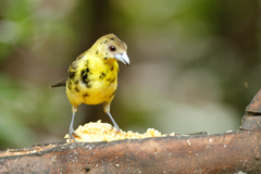 Ramphocelus flammigerus icteronotus