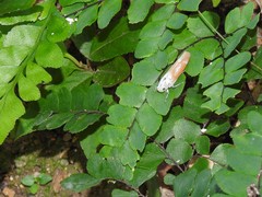 Bothrogonia ferruginea