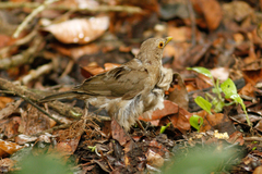 Turdus maculirostris