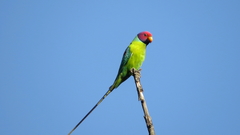 Psittacula cyanocephala