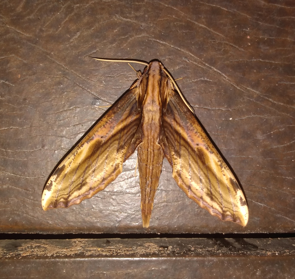 Xylophanes guianensis