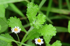 Egletes prostrata