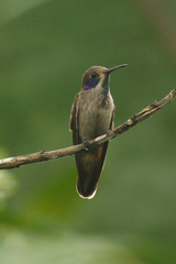 Colibri delphinae