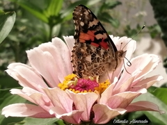 Vanessa cardui