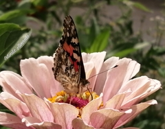 Vanessa cardui