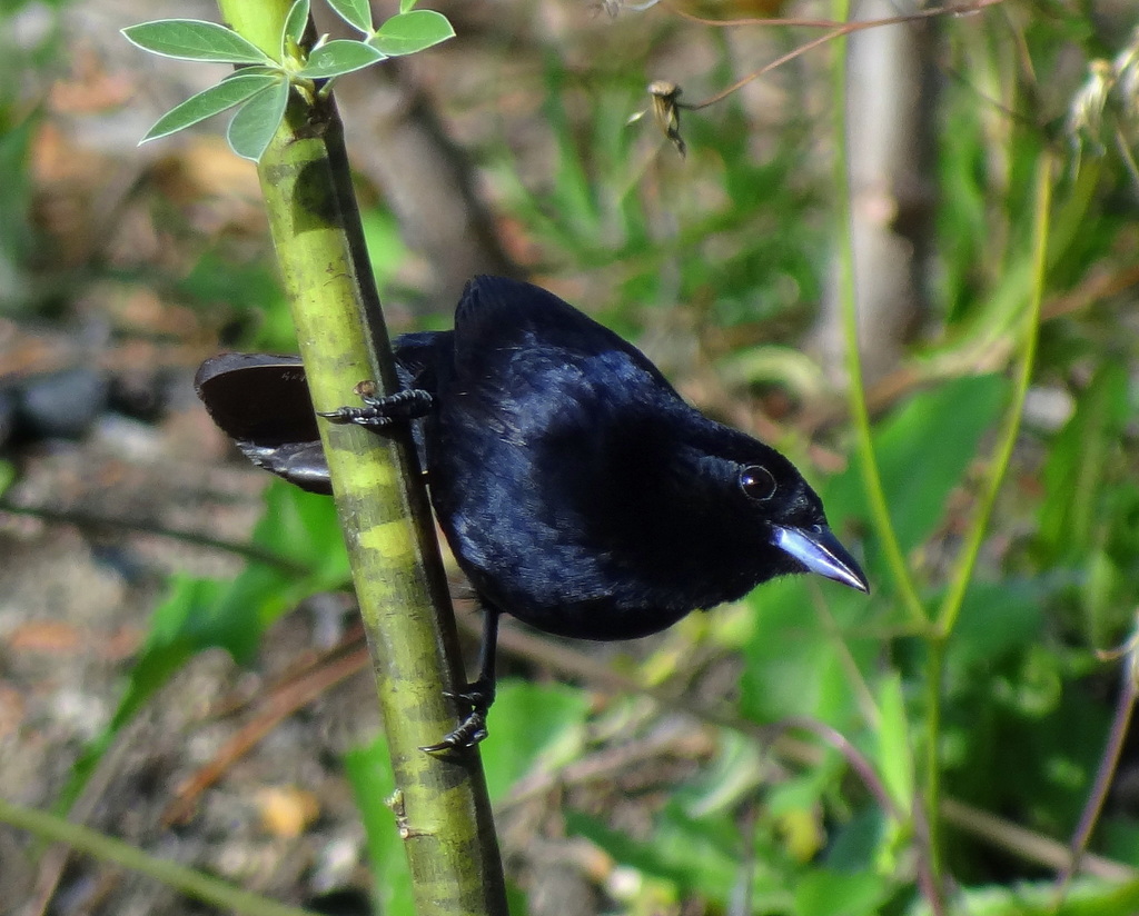 Red-shouldered Tanager photo