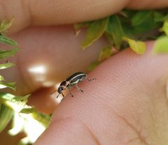 Eudiagogus maryae