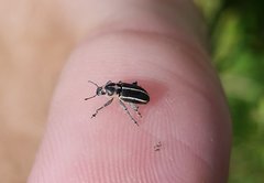 Eudiagogus maryae