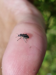 Eudiagogus maryae