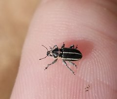 Eudiagogus maryae