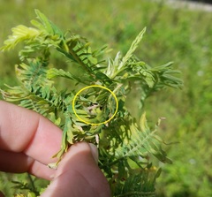 Eudiagogus maryae