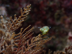 Phasianellidae