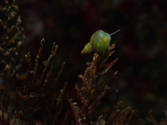 Phasianellidae