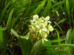 Prosthechea radiata