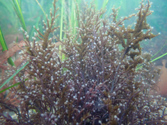 Eudendrium californicum