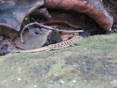 Wiegmann's Striped Gecko photo 4