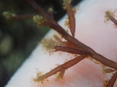 Eudendrium californicum