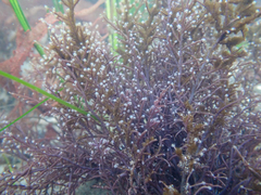 Eudendrium californicum