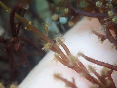 Eudendrium californicum