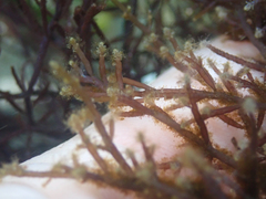 Eudendrium californicum