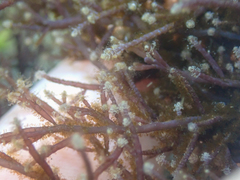 Eudendrium californicum