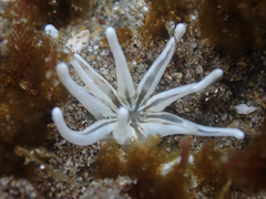 Halcampa decemtentaculata