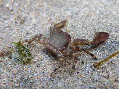 Petrolisthes manimaculis