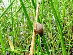 Bulimulus unicolor