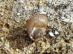 Bulimulus unicolor