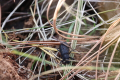 Iphthiminus serratus