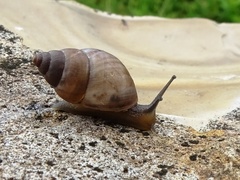 Bulimulus unicolor