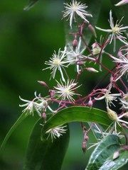 Clematis pickeringii