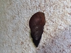 Bulimulus unicolor