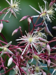 Clematis pickeringii