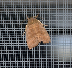 Ipimorpha pleonectusa